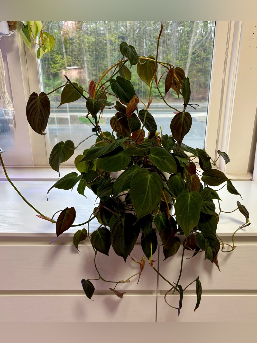 Philodendron Micans – Rooted Multiple Cuttings in Self Watering Pot